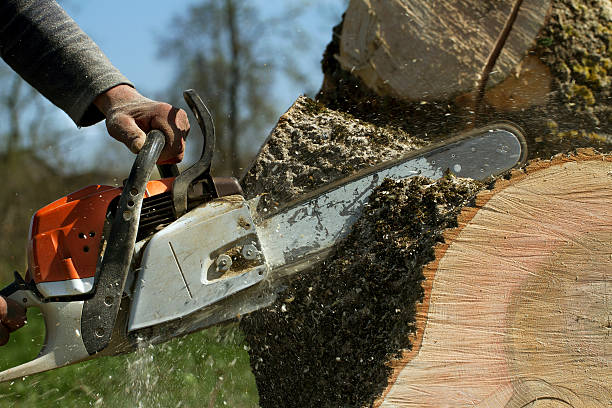 Best Tree Cutting Near Me  in USA